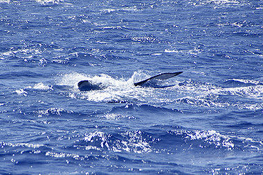 ホェール ウォッチング ー in Hawaii ー_c0193887_1384273.jpg