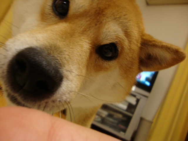 はいさい!かぼちゃん。_a0126590_6291314.jpg
