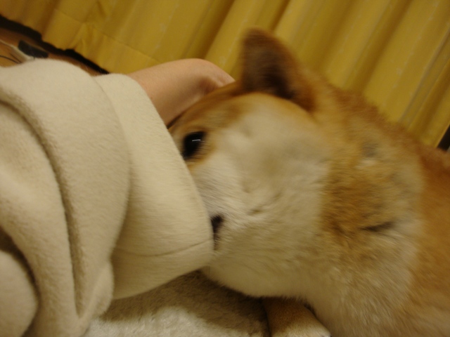 はいさい!かぼちゃん。_a0126590_6293119.jpg