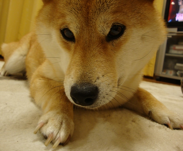 はいさい!かぼちゃん。_a0126590_6295046.jpg