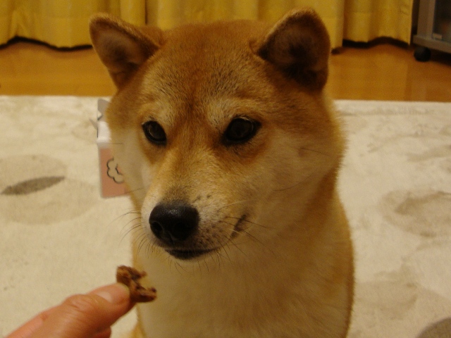 はいさい!かぼちゃん。_a0126590_6305081.jpg
