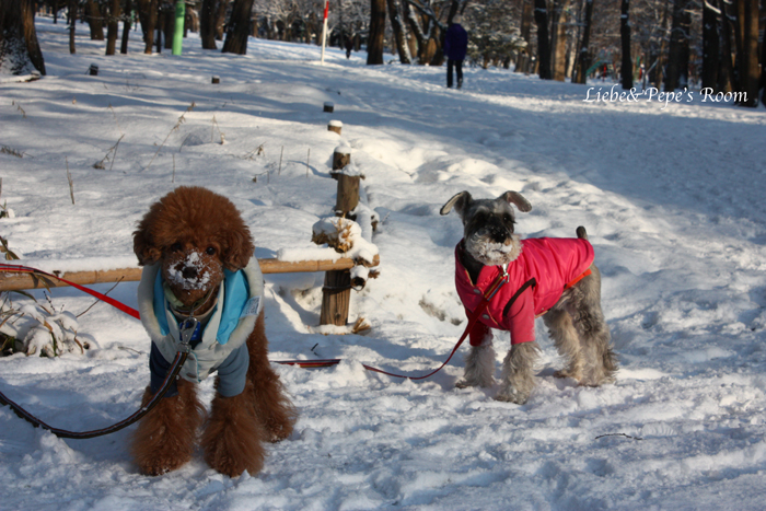 円山公園♩_f0001895_10293825.jpg