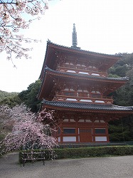 みやま市瀬高町の桜（名所）_a0137997_14303276.jpg