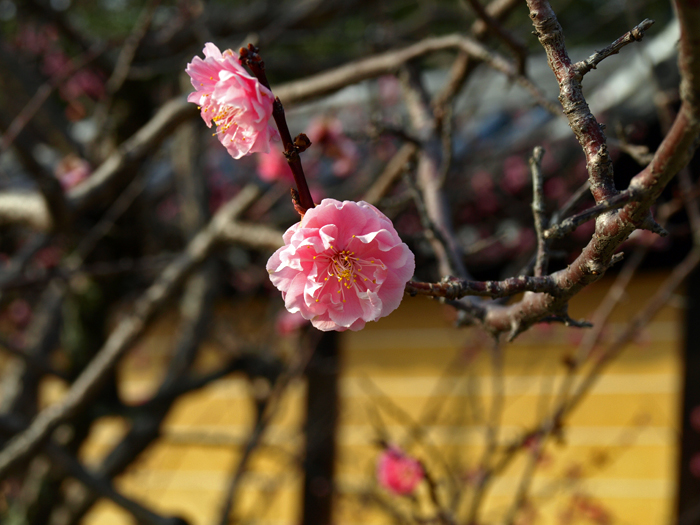 京都春巡り④～金戒光明寺～_c0177502_21411142.jpg