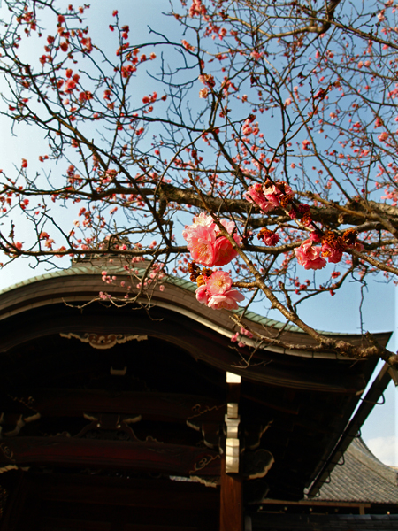 京都春巡り④～金戒光明寺～_c0177502_22136.jpg