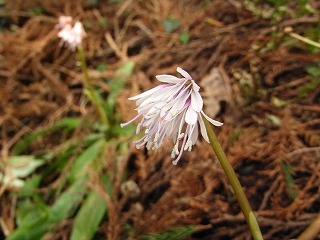 f0187402_829332.jpg