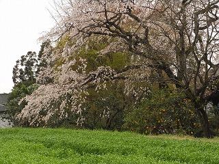f0187402_830127.jpg