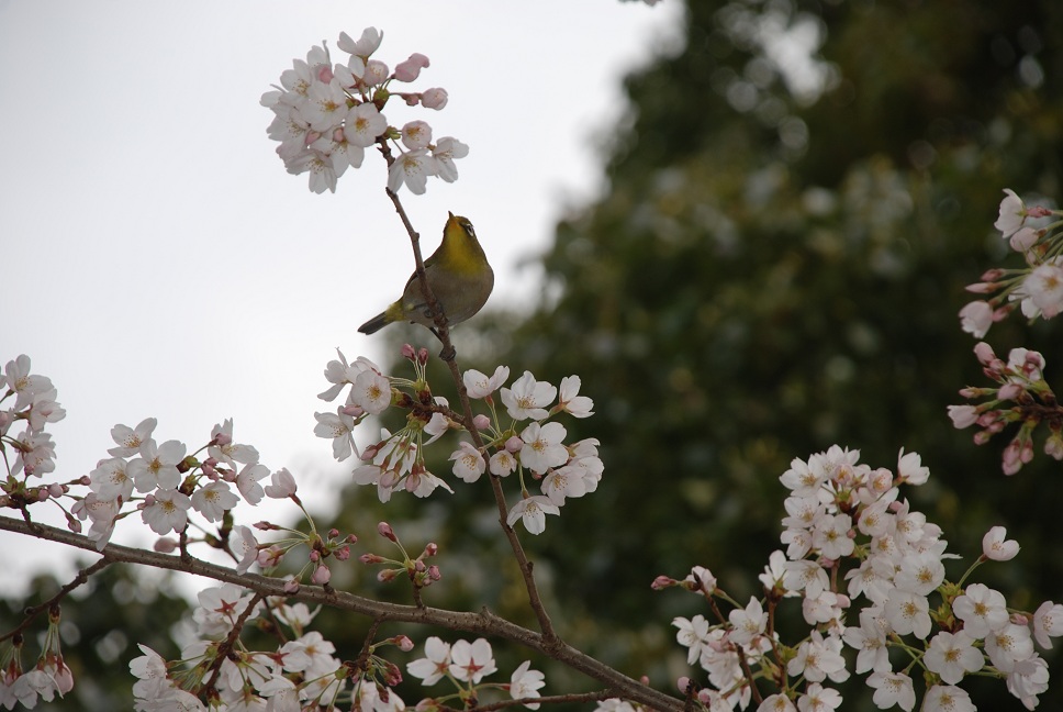 桜　～　醍醐寺_c0117706_22503117.jpg