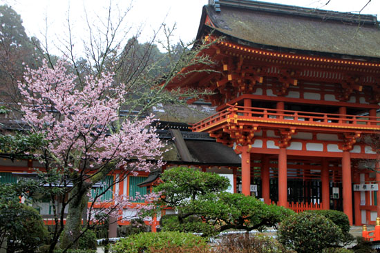 上賀茂神社 咲き始め_e0048413_21375452.jpg