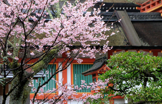 上賀茂神社 咲き始め_e0048413_21382240.jpg