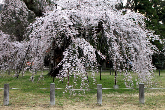 上賀茂神社 咲き始め_e0048413_21391675.jpg