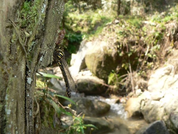 福岡地区　池・川散策　ツケ_e0002314_2024212.jpg