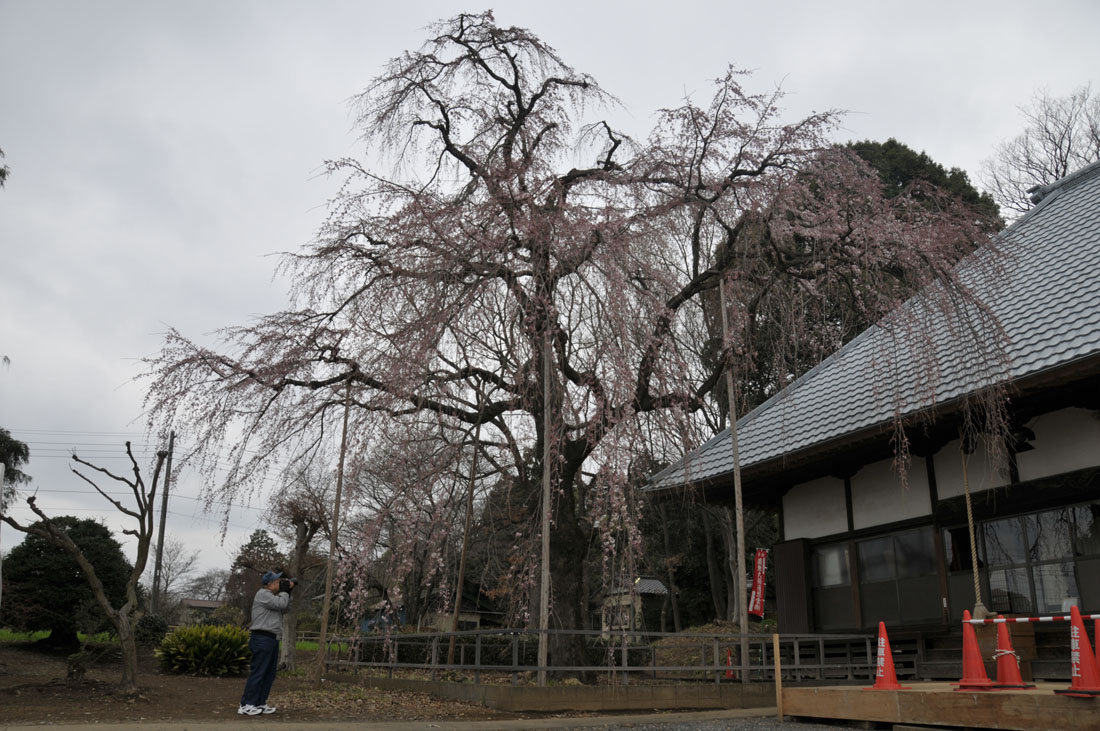 サクラサク（桜咲く：ちょっとだけですが・・・）_f0206417_18351070.jpg