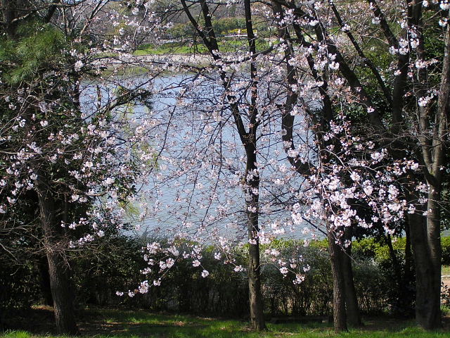 大阪の南で花見しました♪_a0037019_701733.jpg