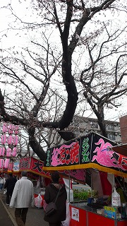 桜切る馬鹿_d0134629_1453733.jpg