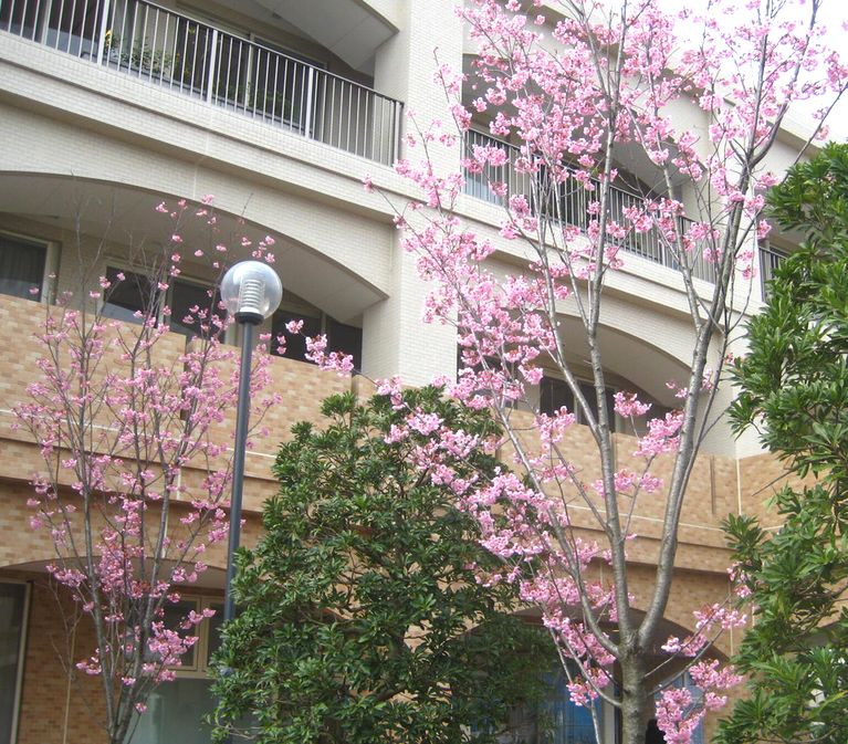 28 / March 桃と桜_e0149934_813092.jpg