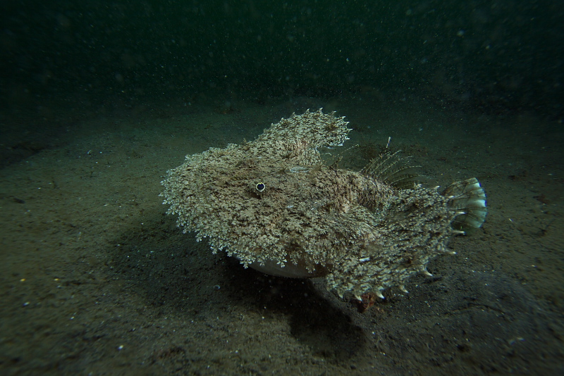 2010-03-27,28大瀬崎 Dive883-888_b0016940_21552934.jpg