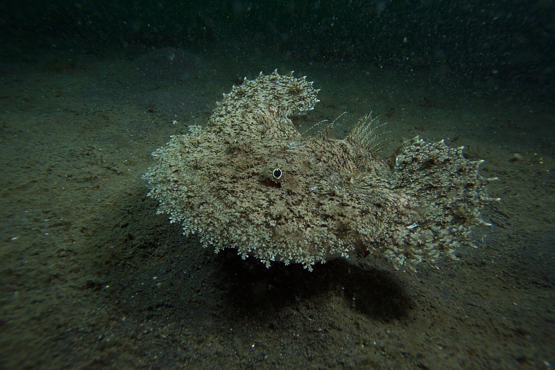 2010-03-27,28大瀬崎 Dive883-888_b0016940_21554859.jpg