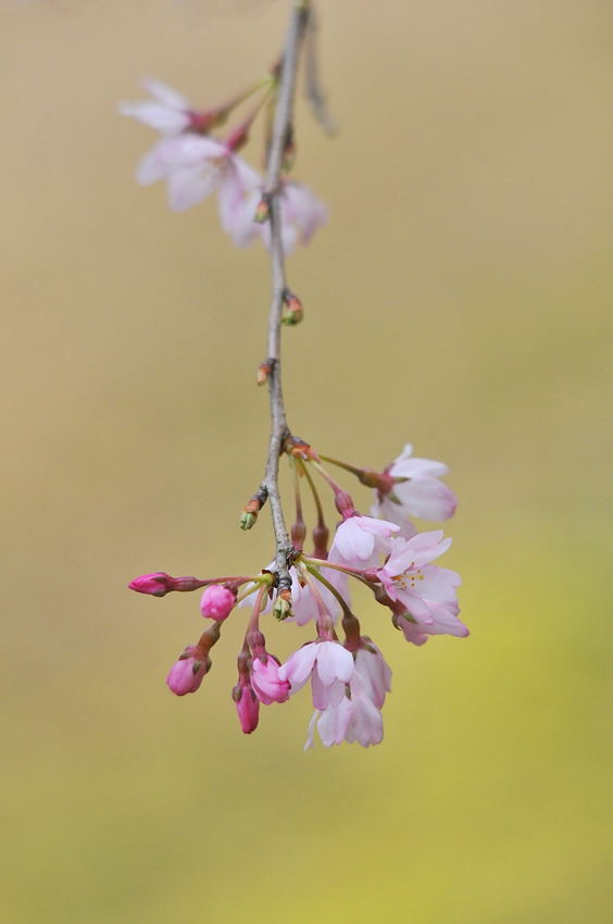 梅は咲いたか、桜はまだかいな_d0148541_19524586.jpg