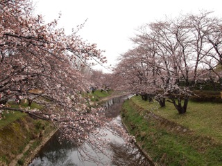 桜便り1（岐阜：百十郎桜）_b0133243_2042324.jpg