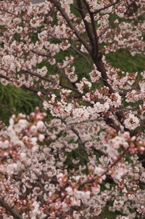 桜便り1（岐阜：百十郎桜）_b0133243_2051813.jpg