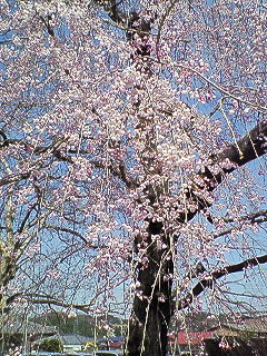 しだれ桜♪_c0059244_15214540.jpg