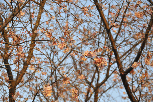 c0093046_7572119.gif