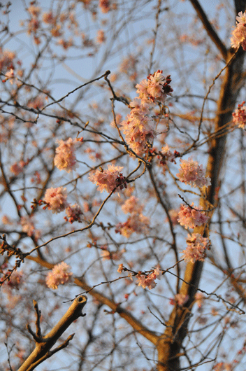 c0093046_757376.gif