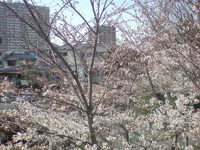 ２０１０年定点観測　桜　３月２７日_b0069548_1364086.jpg