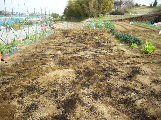 今日も畝作り・・貴重な晴れ間を使って 土を耕します。_c0222448_12202639.jpg
