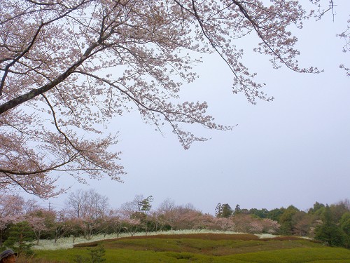 今年初めての、花見です。_a0089450_197076.jpg