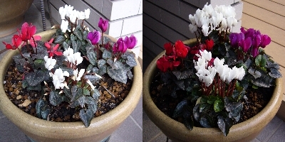 シクラメンの葉組み 受身の園芸