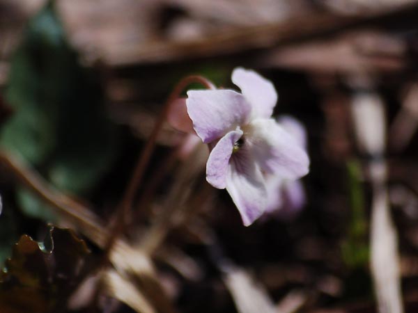 c0045352_1315931.jpg