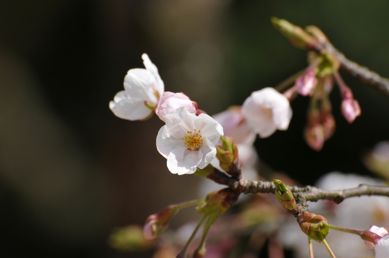 火の山公園にてお花見！_e0196858_231378.jpg