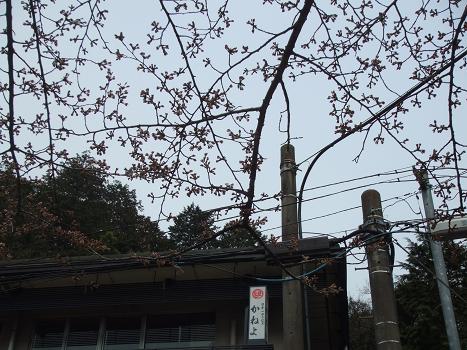 2010年３月28日　かねよの桜実況中継_c0078659_15112958.jpg