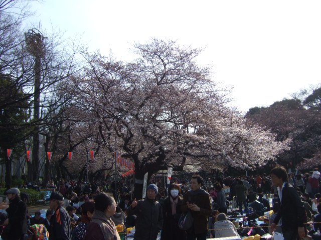 上野恩賜公園の桜祭り_e0009760_7592785.jpg