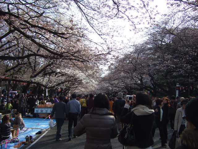 上野恩賜公園の桜祭り_e0009760_85457.jpg