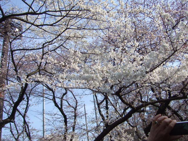 上野恩賜公園の桜祭り_e0009760_86248.jpg