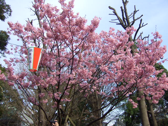 上野恩賜公園の桜祭り_e0009760_895546.jpg
