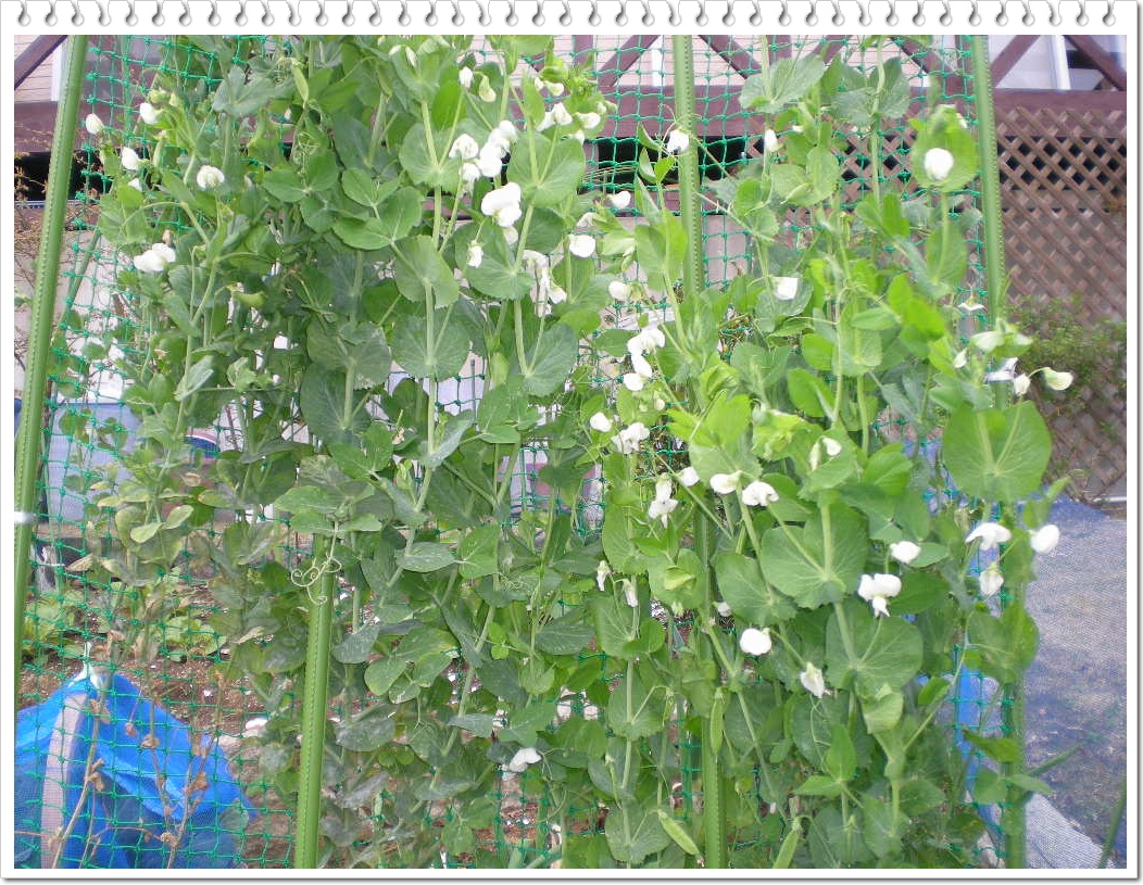 2010年3月28日(日)いつになったら春になるの?_f0060461_10474247.jpg