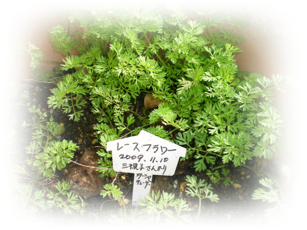 2010年3月28日(日)いつになったら春になるの?_f0060461_10501633.jpg