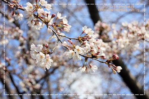 玉ねぎと厚揚げのトロトロカレー丼と桜_d0081464_23153697.jpg