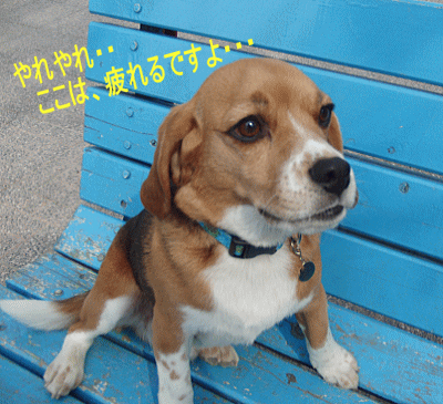 d0152869_1834675.gif