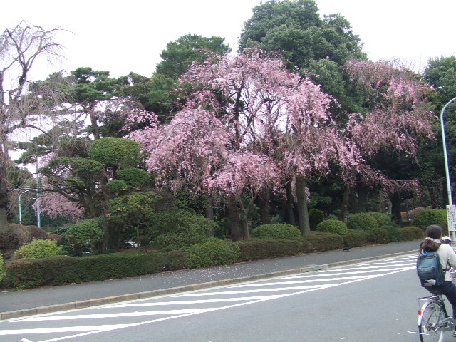 東京散歩日曜版_f0144970_1441584.jpg