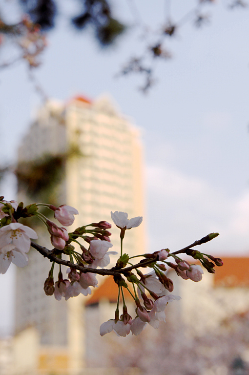 宝塚・花の道　20100328_a0050572_21512934.jpg