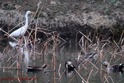 最近の野鳥_c0036878_21381526.jpg