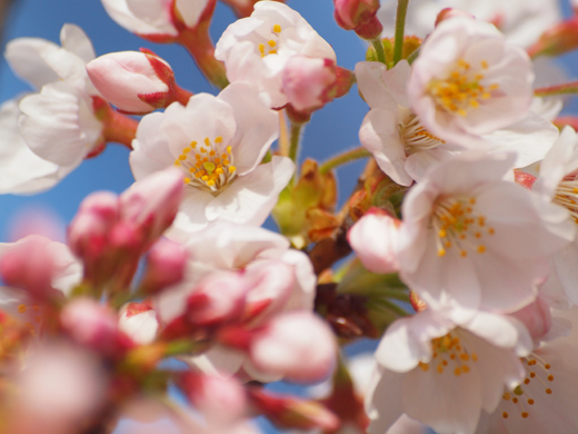 風に吹かれて桜咲く_a0161380_1122490.jpg