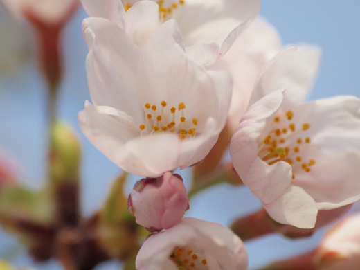 風に吹かれて桜咲く_a0161380_1124493.jpg