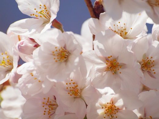 風に吹かれて桜咲く_a0161380_112518.jpg