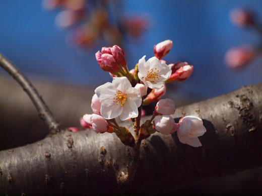 風に吹かれて桜咲く_a0161380_113096.jpg